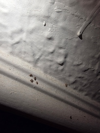 Dead bugs stuck to the ceiling