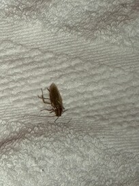 Crawling icky Roaches