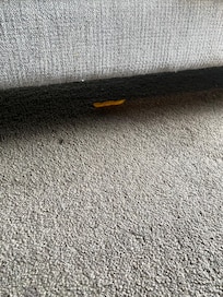 Food scraps under the coach