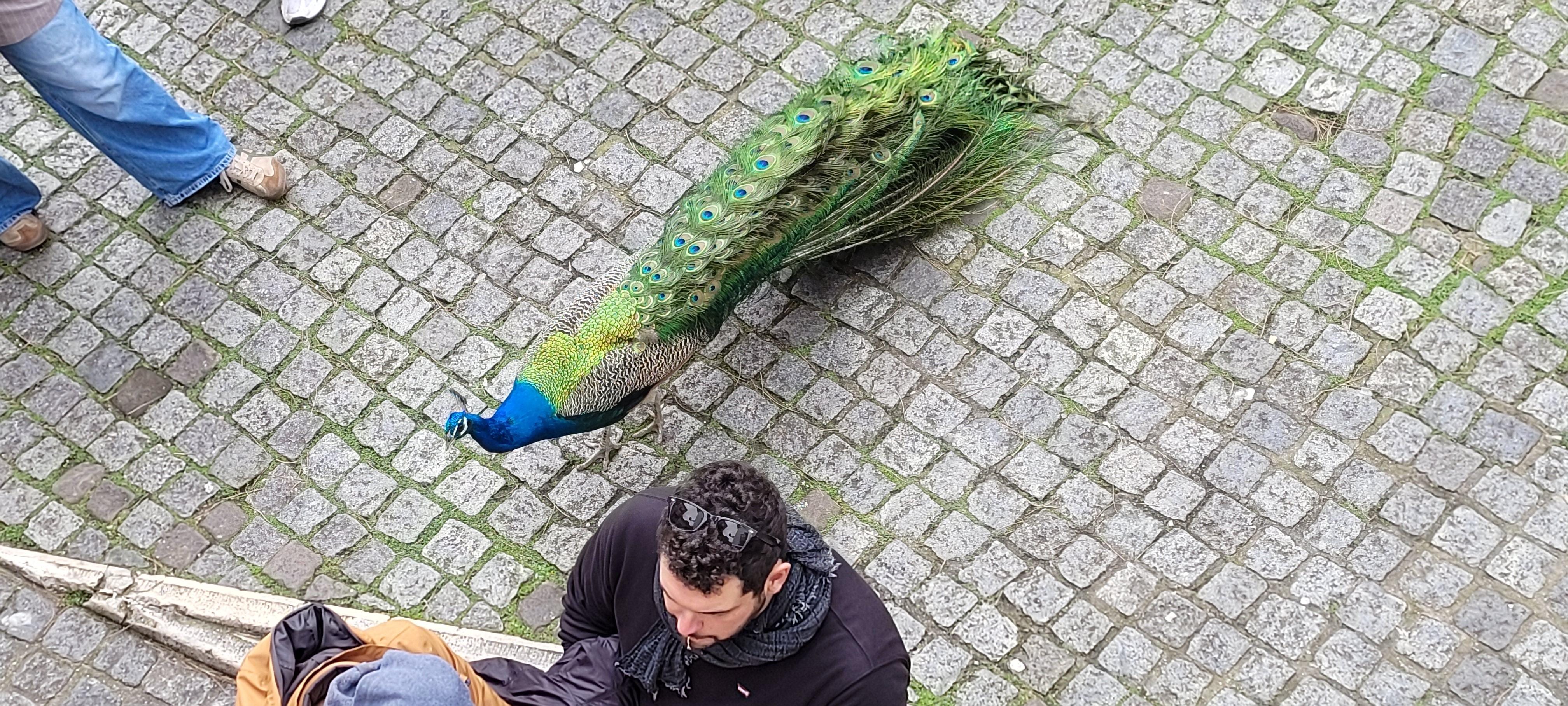 Loved the peacocks as I used to raise them. Brought back memories. 