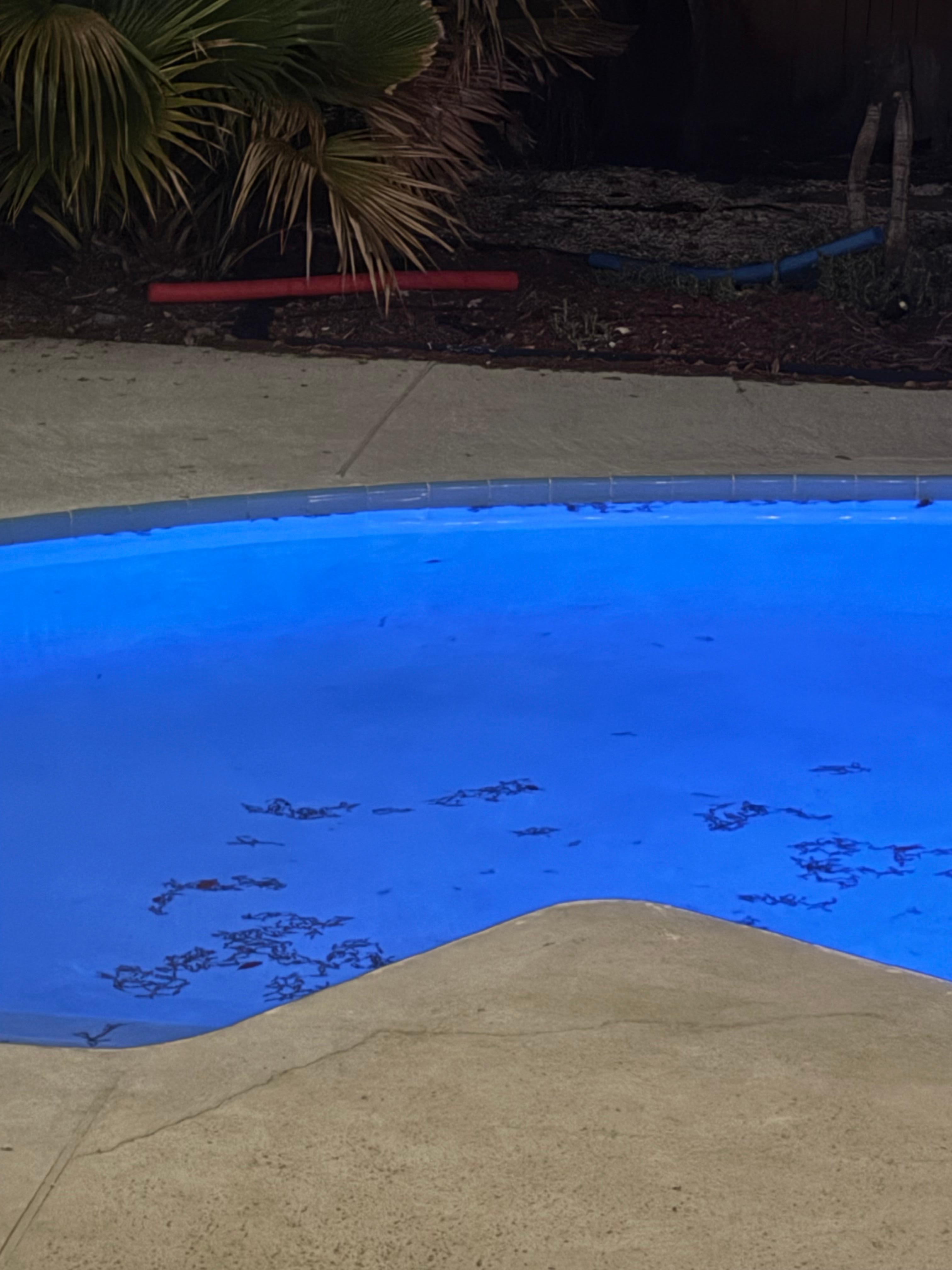 Dirt and debris in pool.