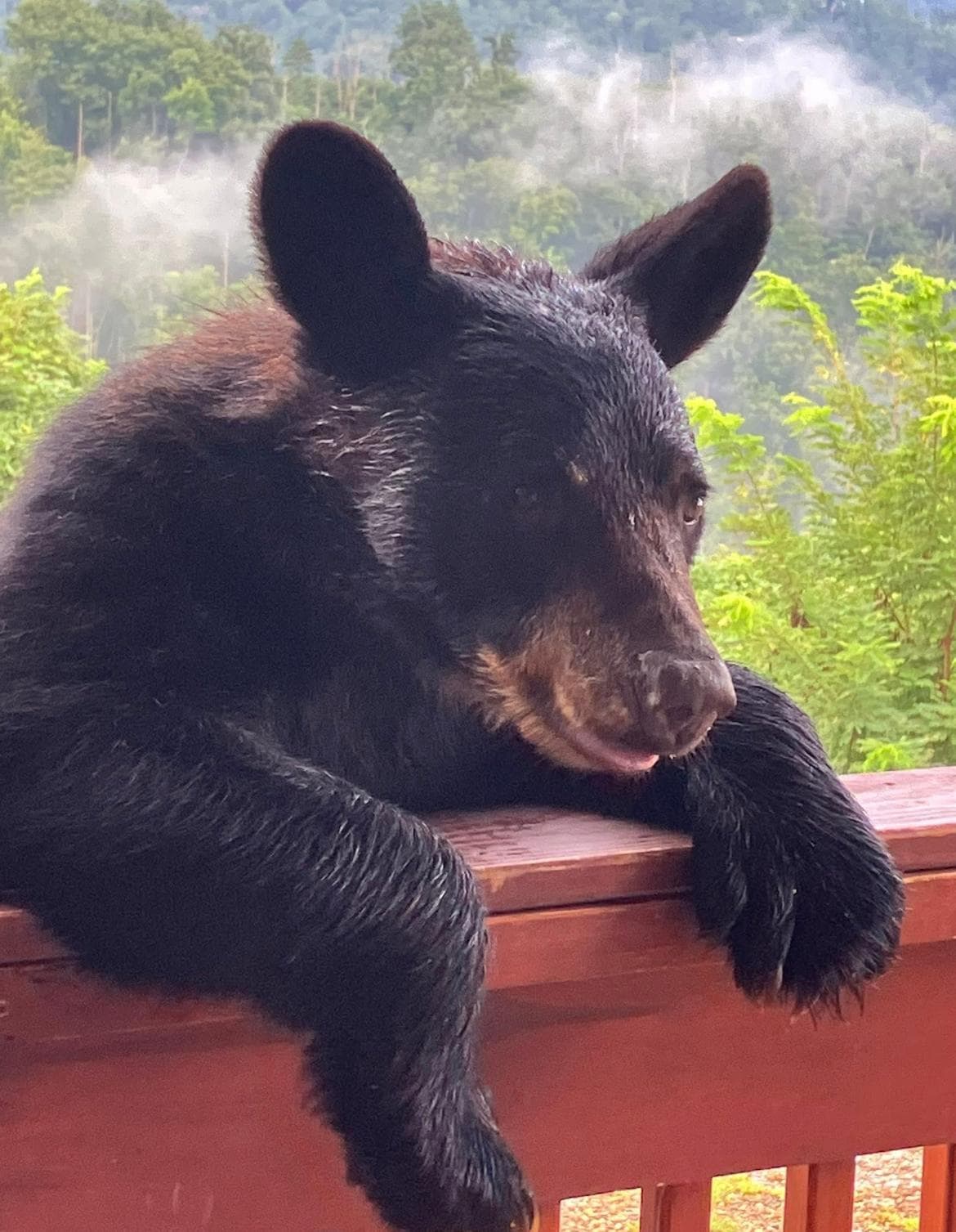 Curious visitor checking things out then went in his way. 