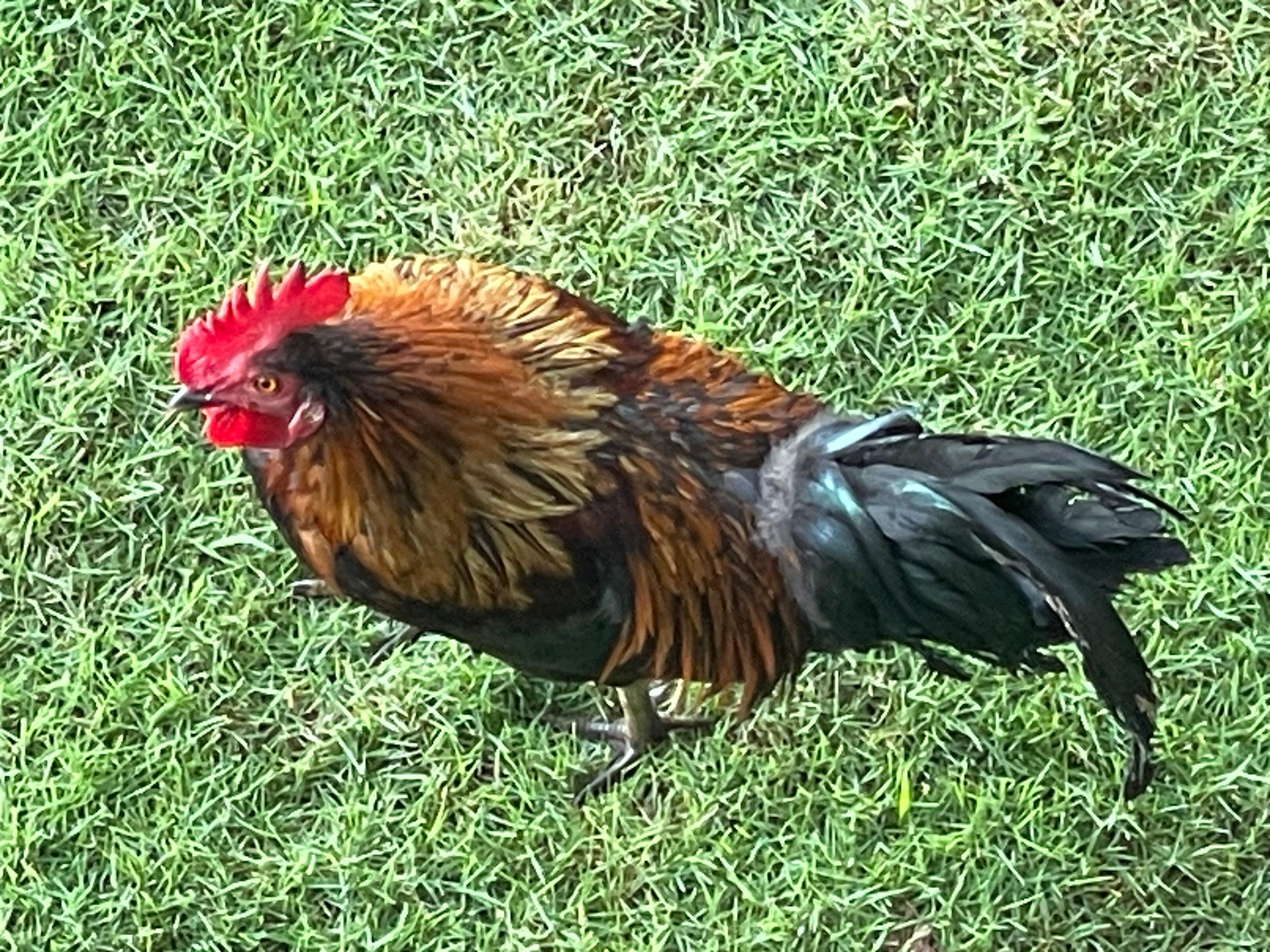 Local Rooster 