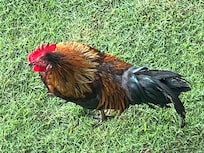 Local Rooster