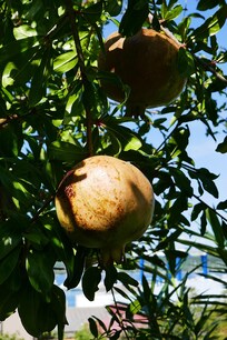 Im Garten