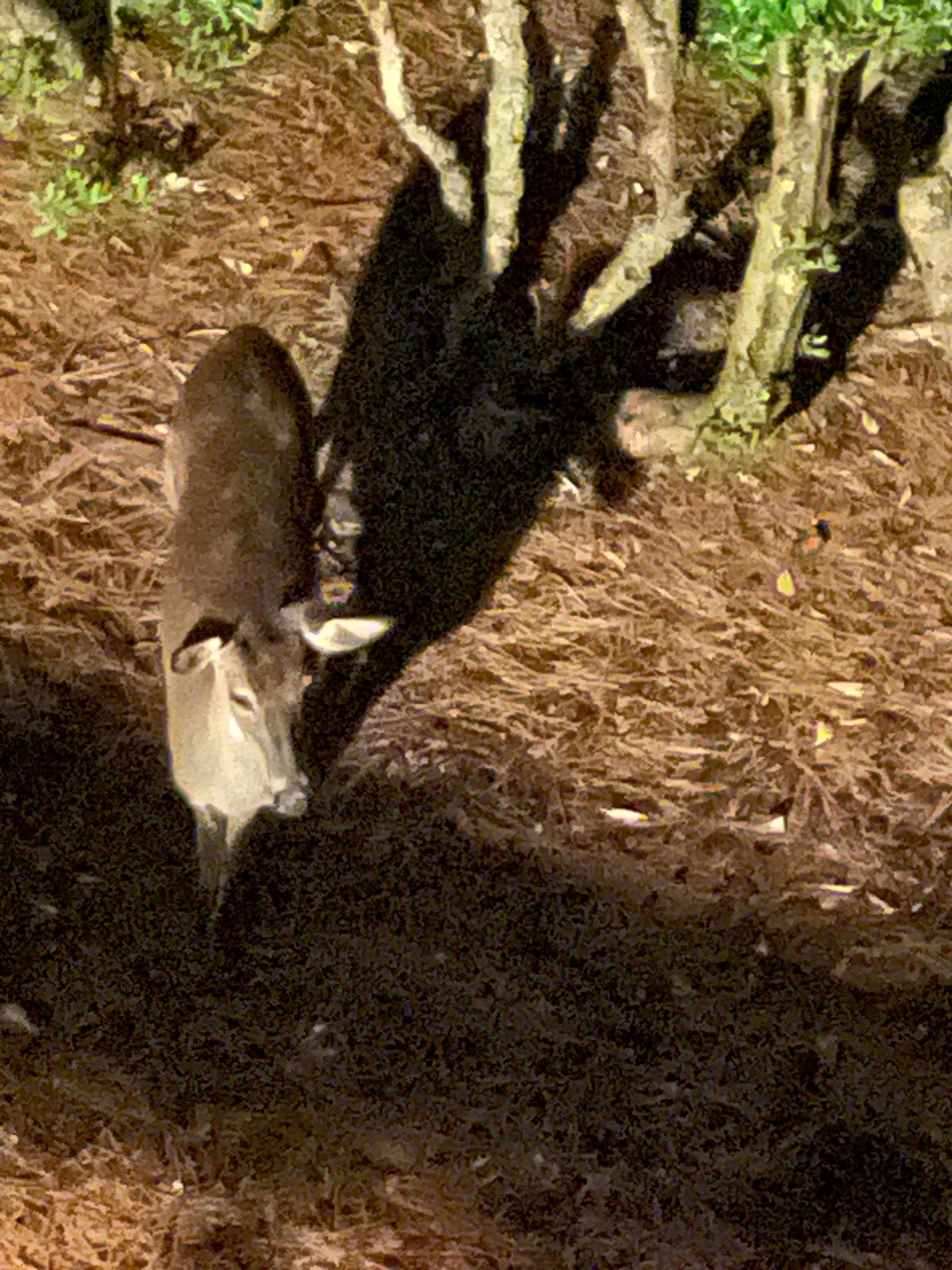 Our late-night visitor just below the balcony—so unexpected and sweet!