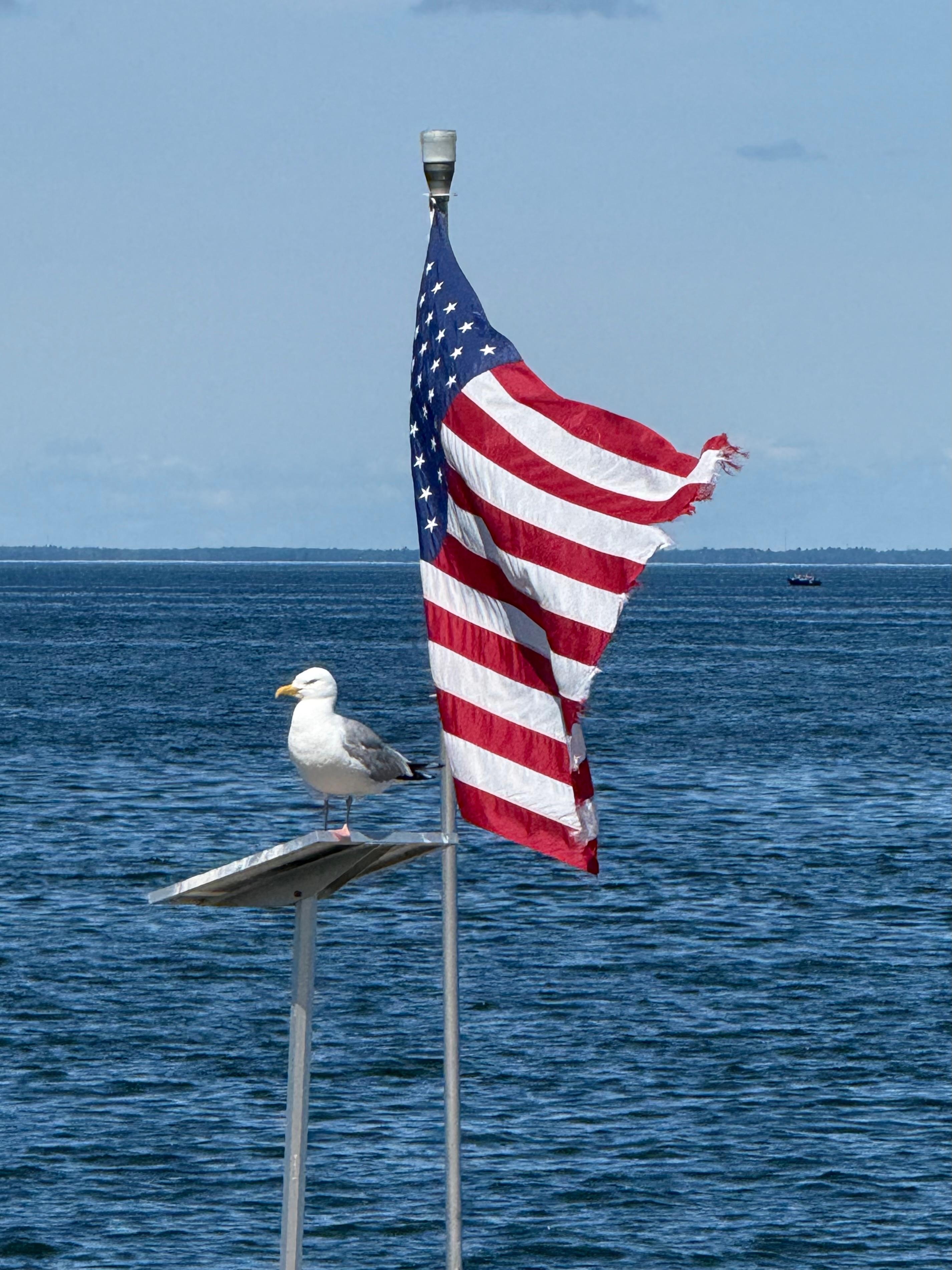 Seagull and flag