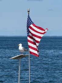 Seagull and flag