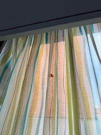 On curtain no idea what it is