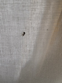 Des moustiques dans les chambres,