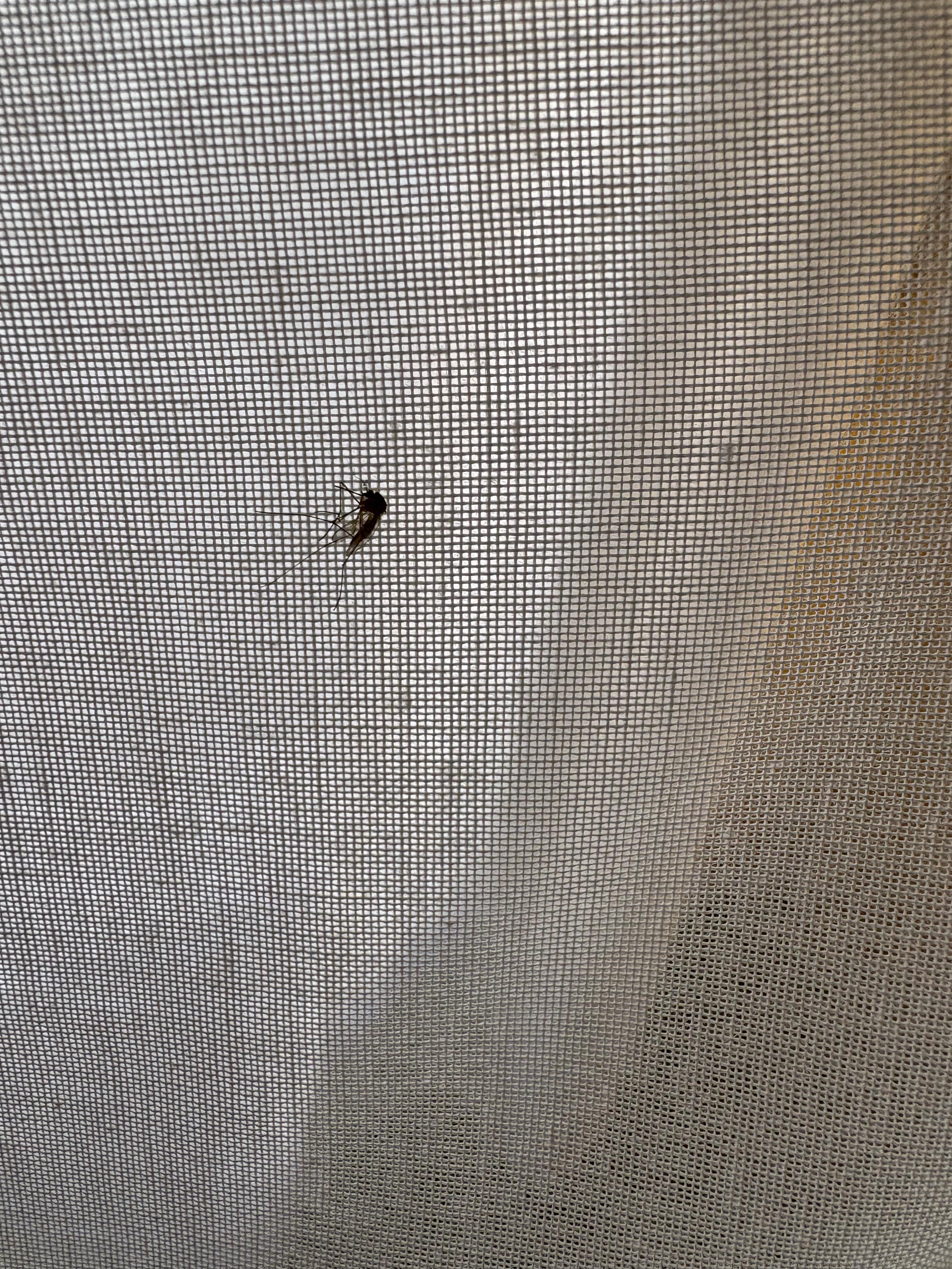 Des moustiques dans les chambres,