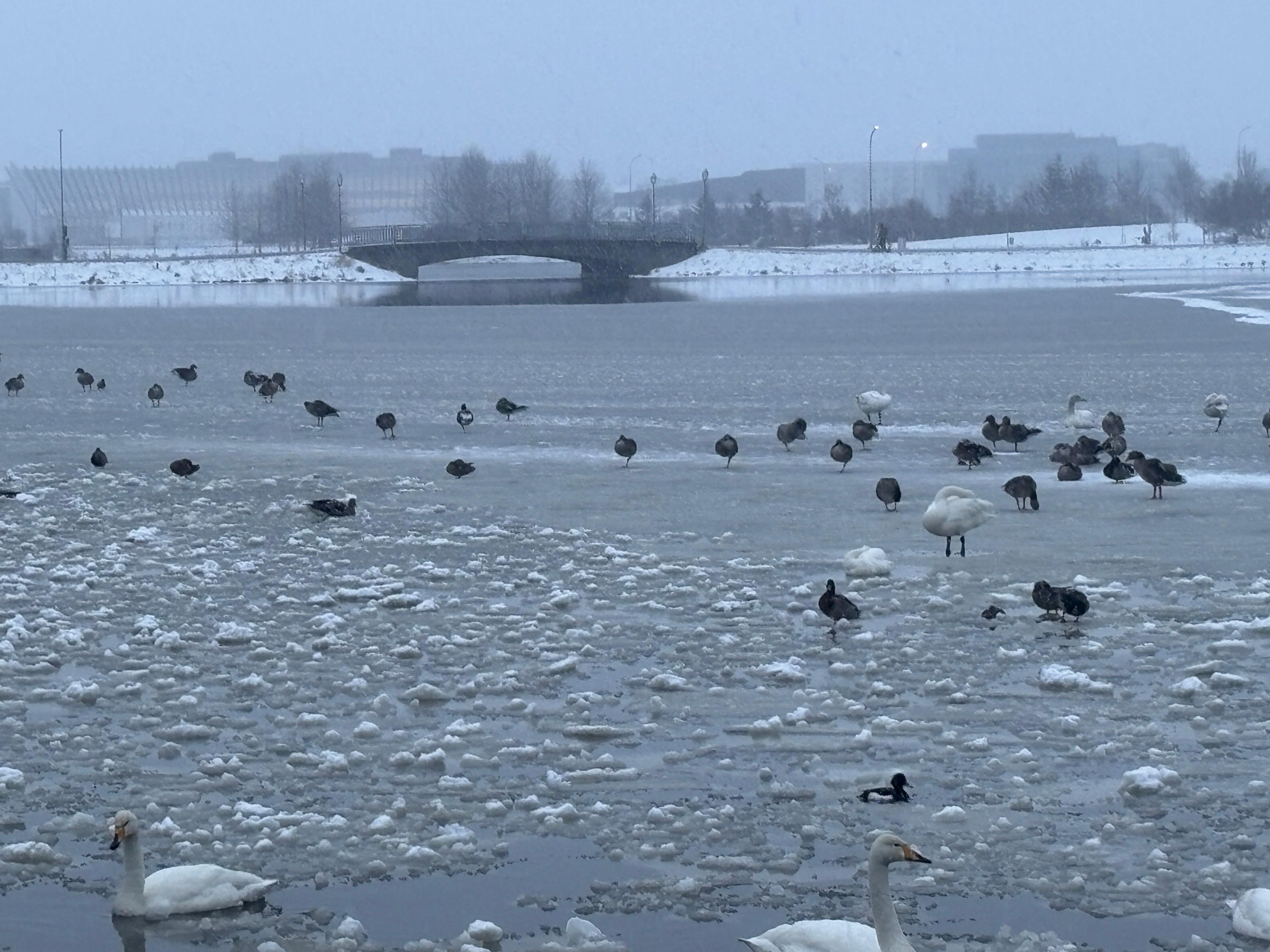 The pond near the apartment. 