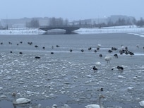 The pond near the apartment.