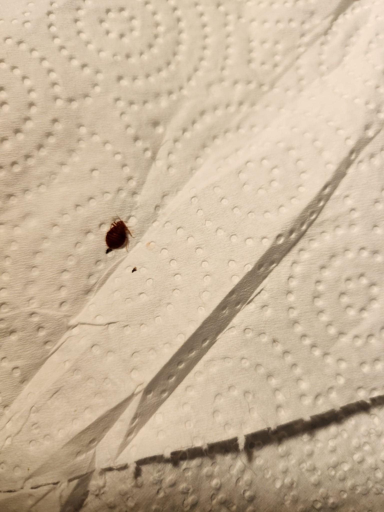 Bed Bugs