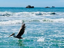 Pelicans!
