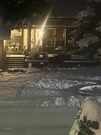 Moose in the front yard