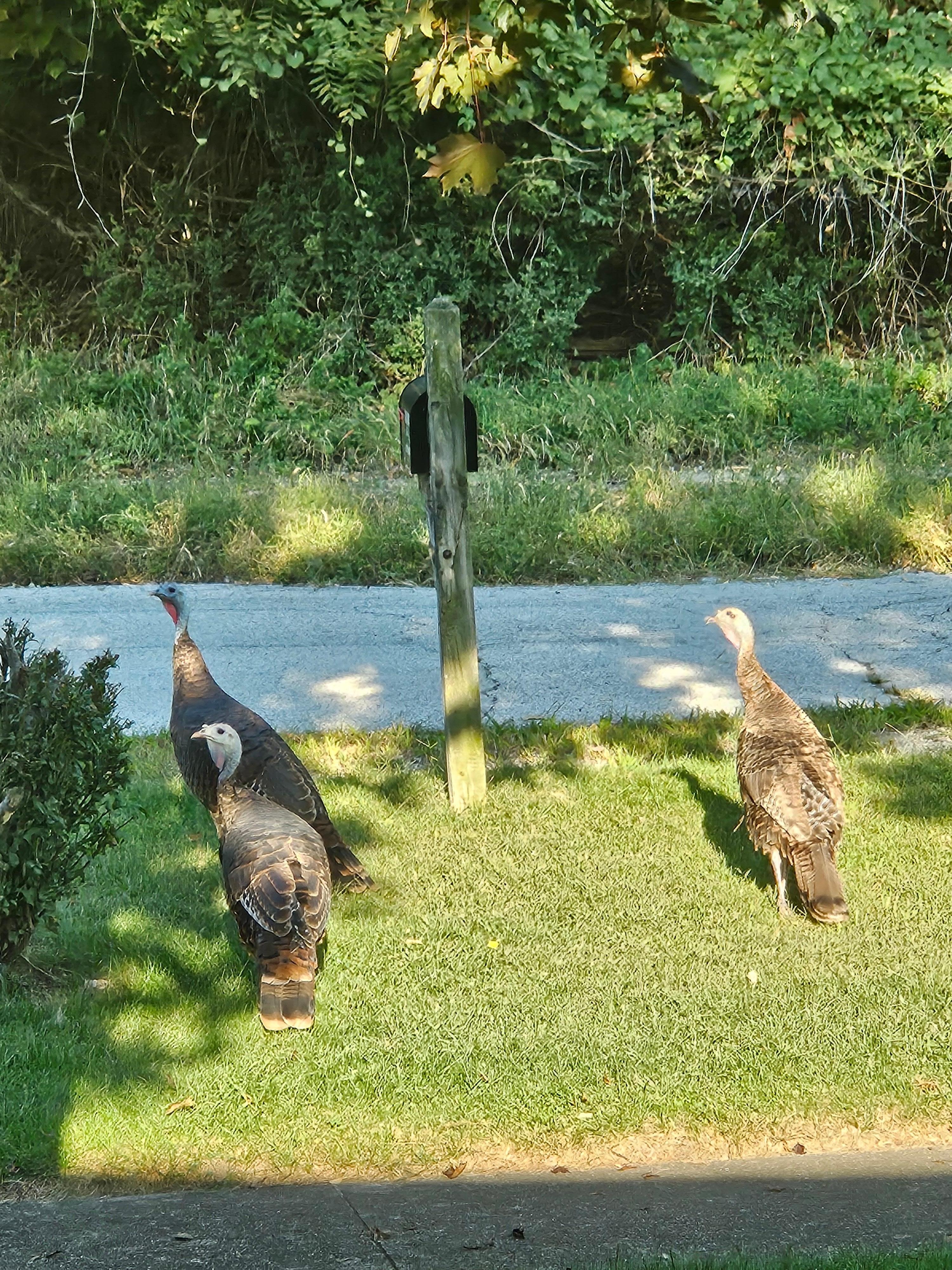 Wild turkeys morning visit. 