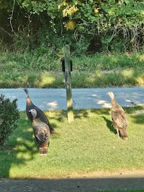 Wild turkeys morning visit.