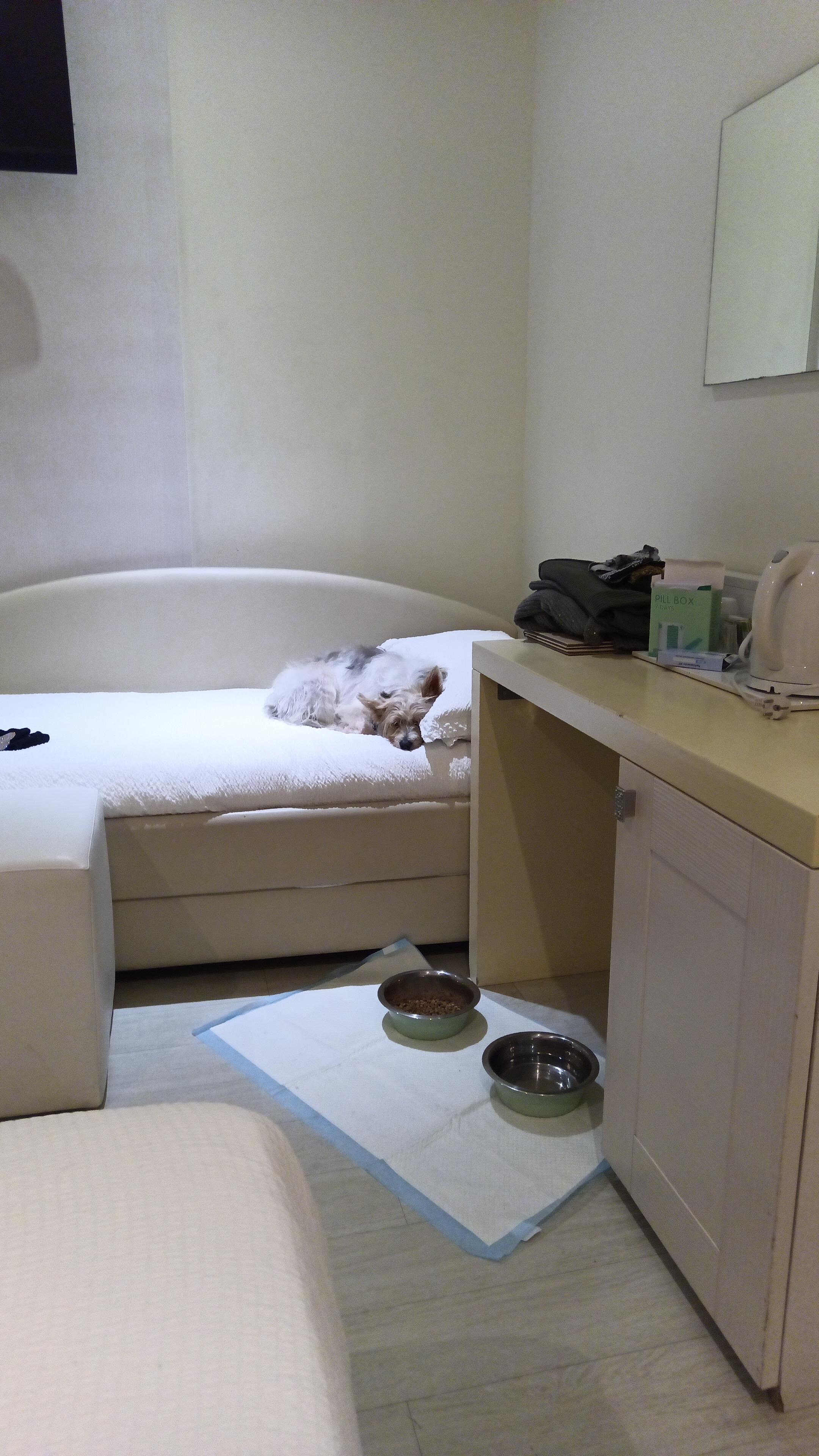 Come vedete la mia cagnolina ha scelto dove dormire 