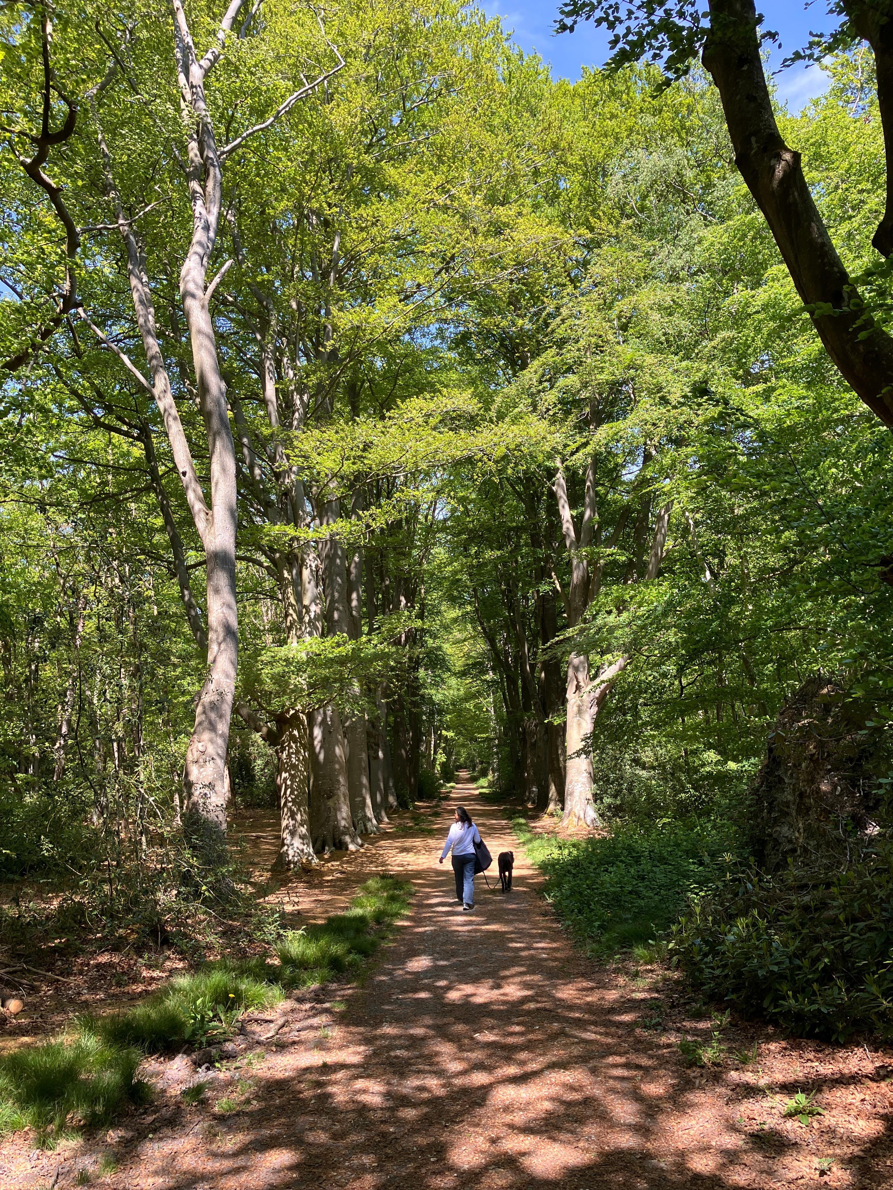 Le Bois du Breuil