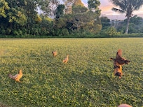 View from back porch of unit