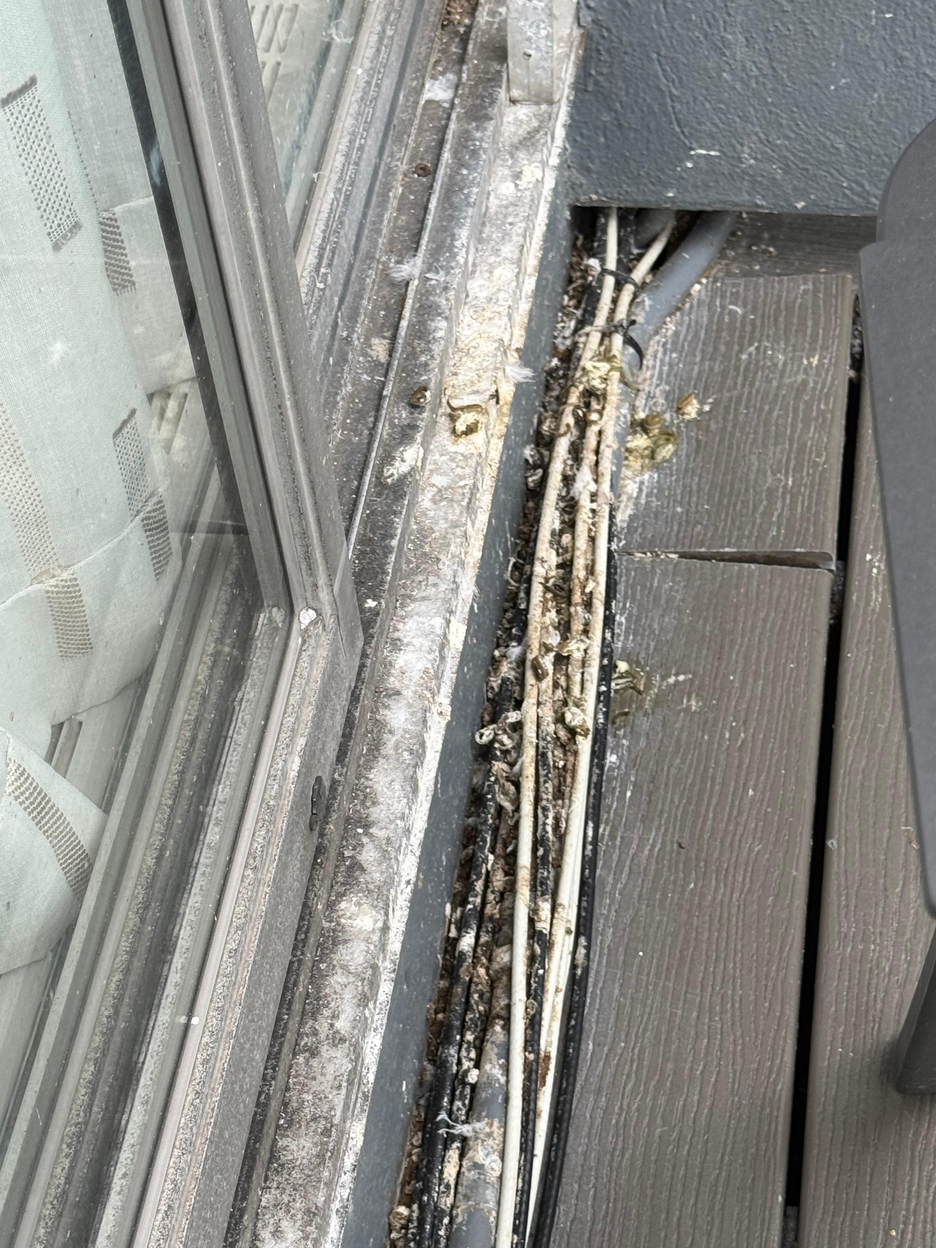 More pigeon poop on the balcony 