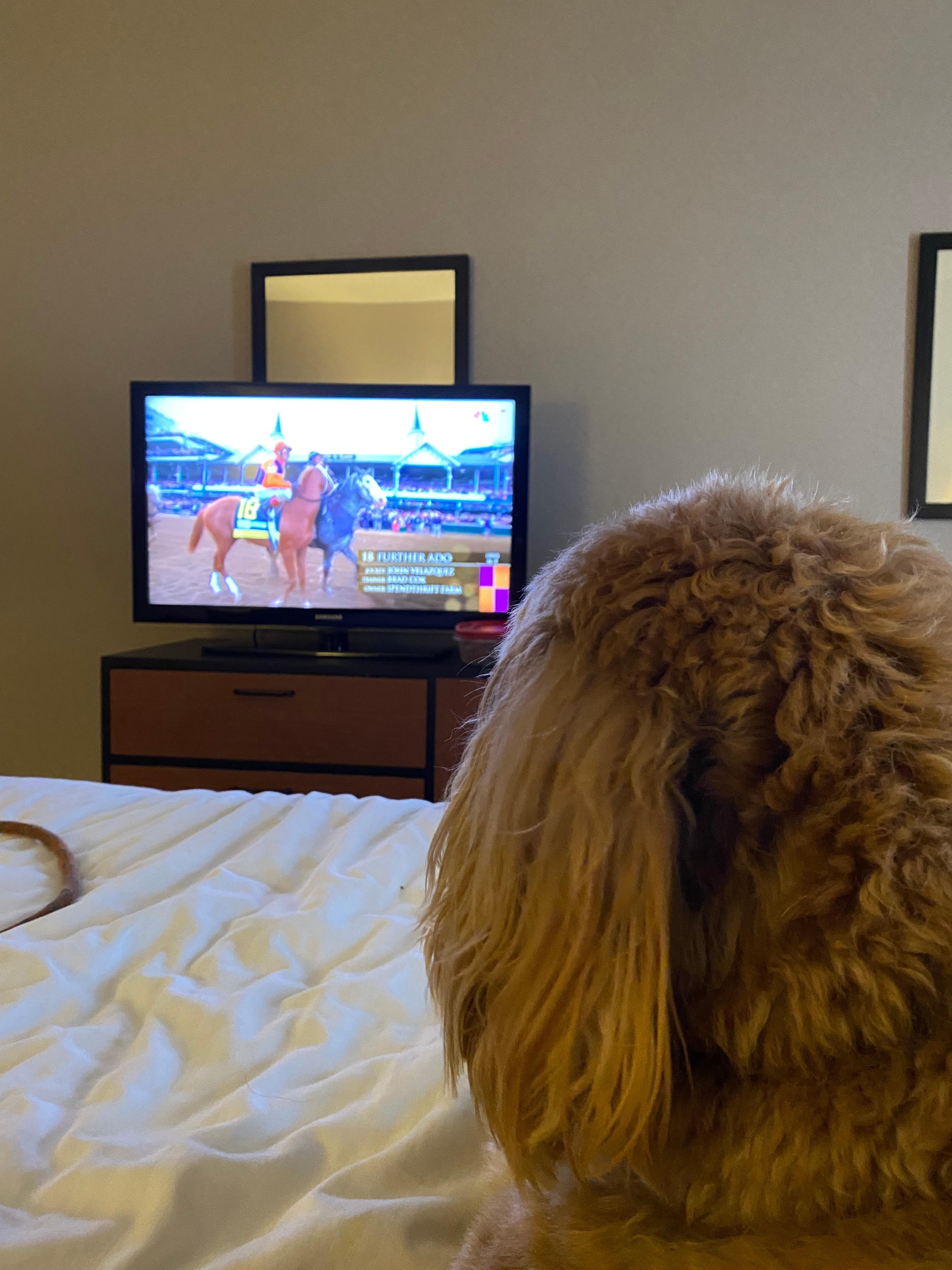 Dog watching Kentucky Derby