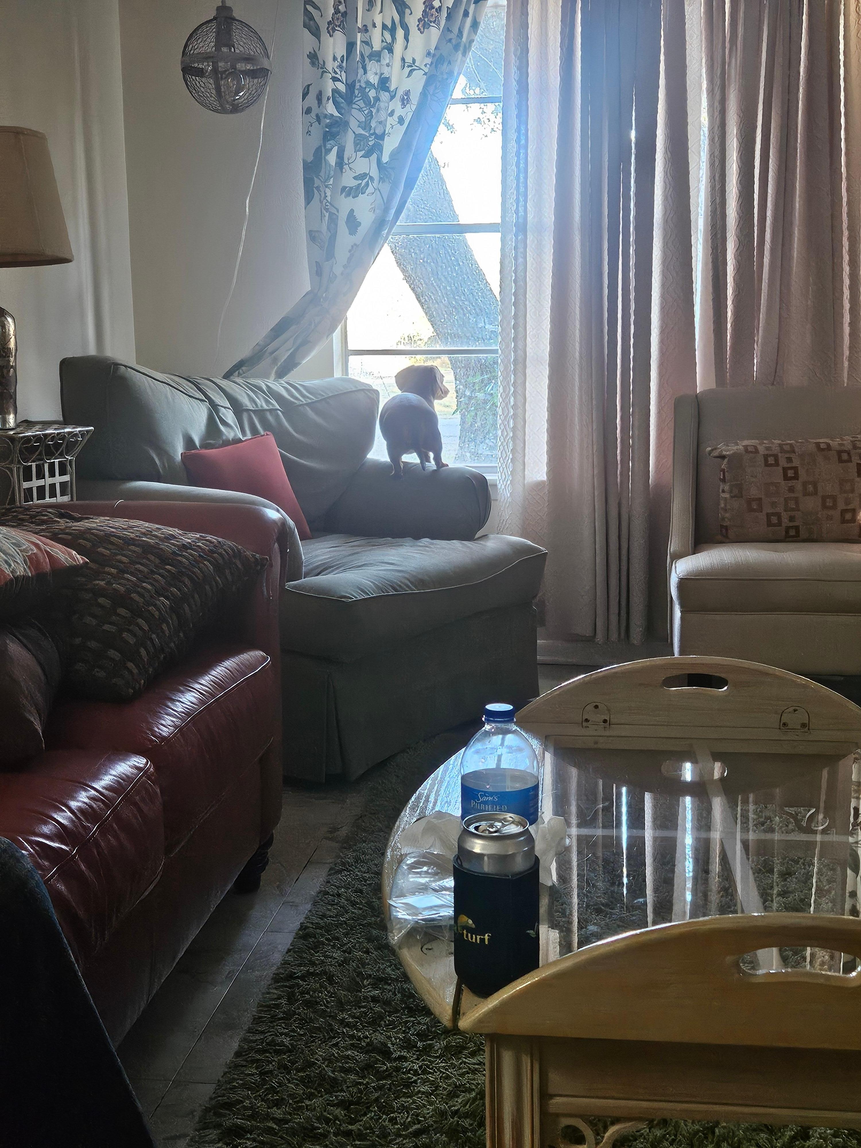 Our dachshund Millie felt right at home, looking out the window