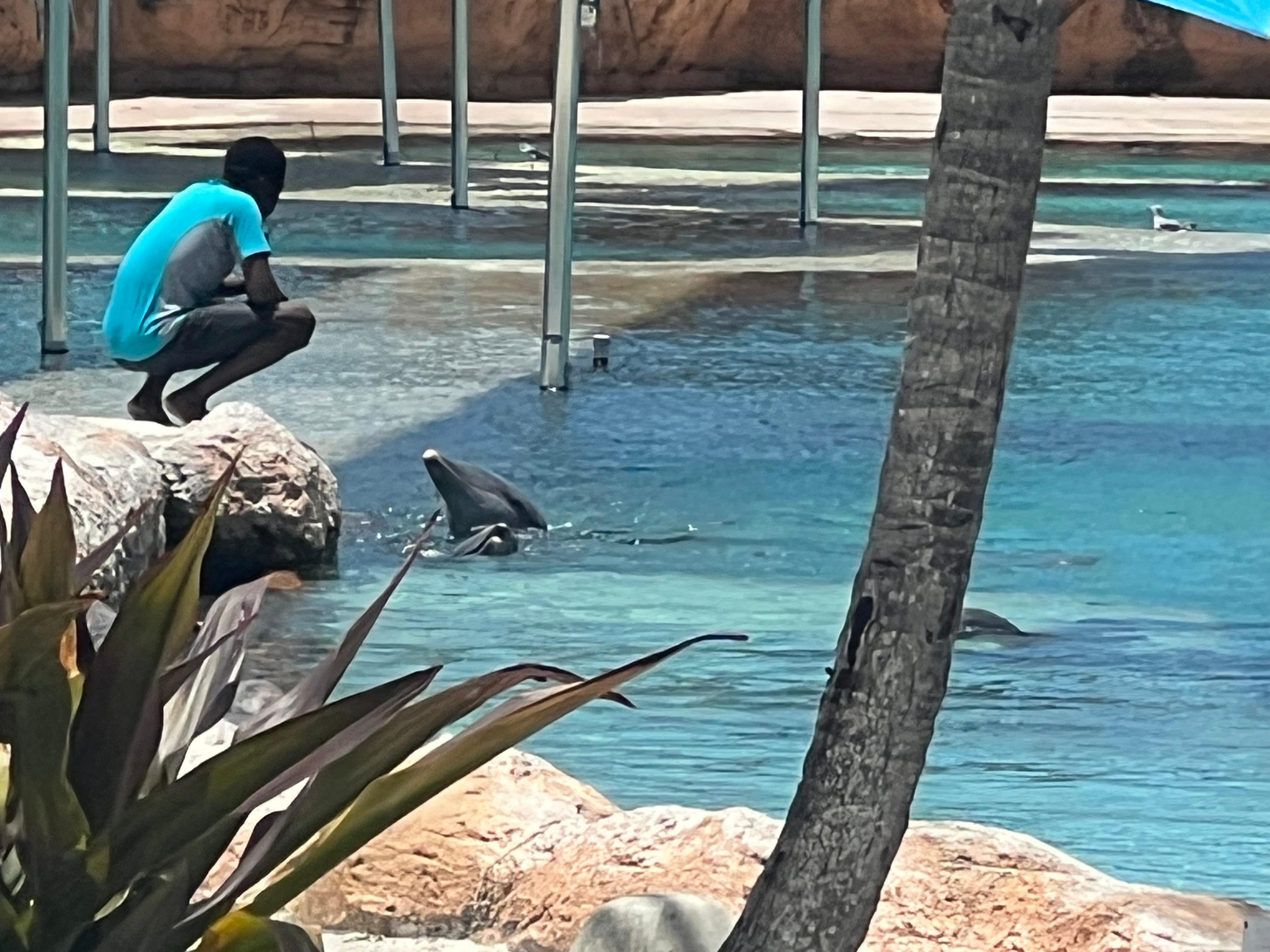 Dolphin cay