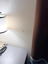 bug