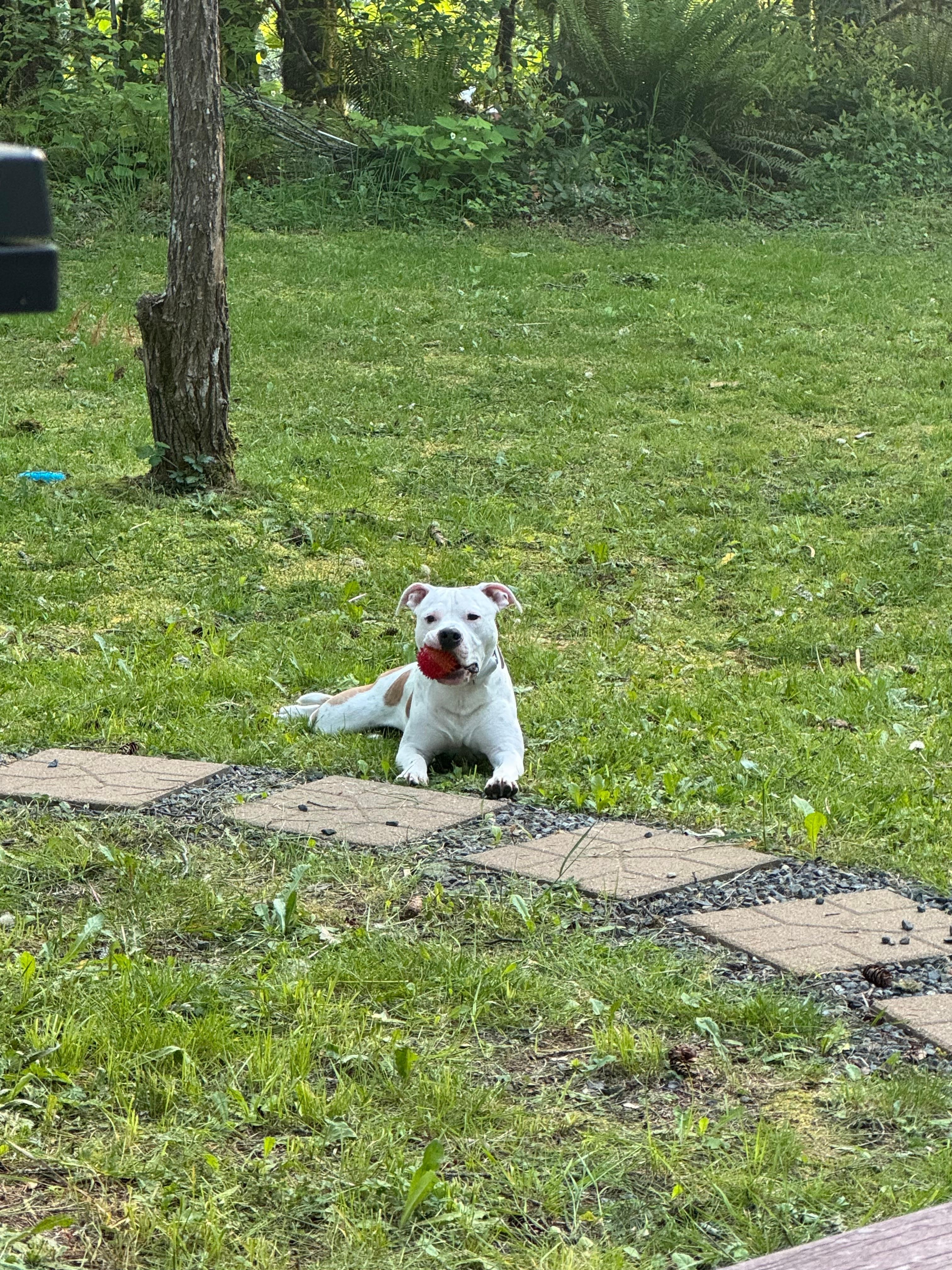 Thanks for the welcome toy for Dro!