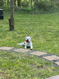 Thanks for the welcome toy for Dro!