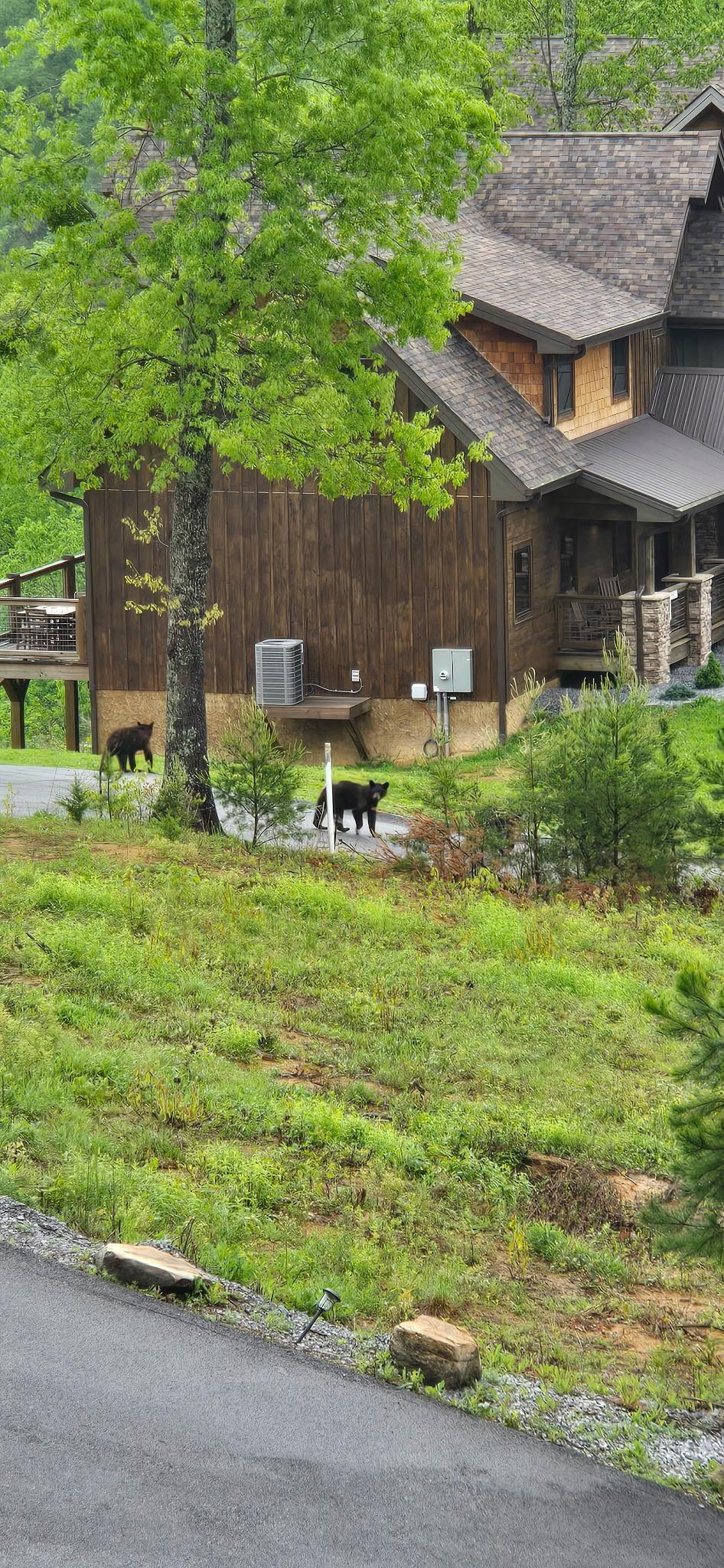   Bears!! 