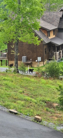 Bears!!