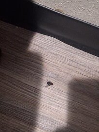 Dead bug