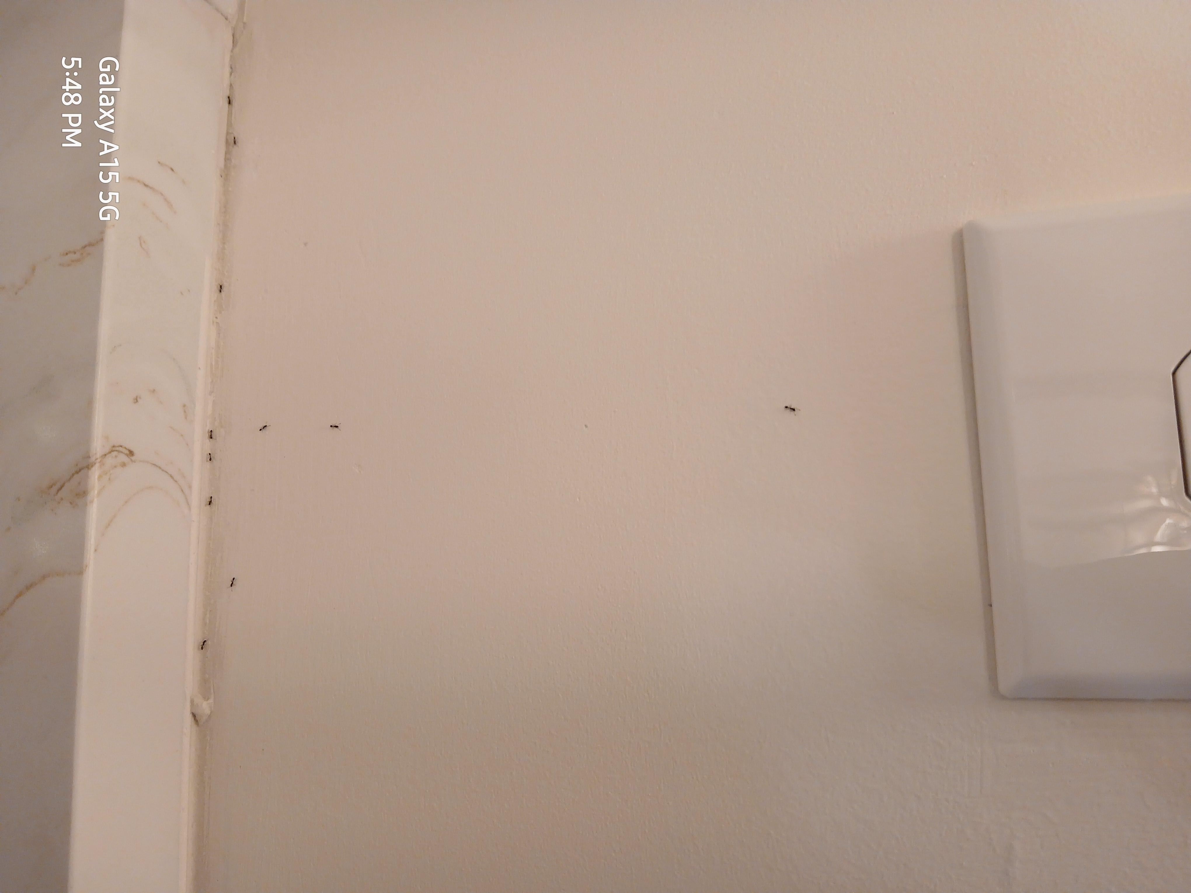 Ants at electrical outlet in master bathroom