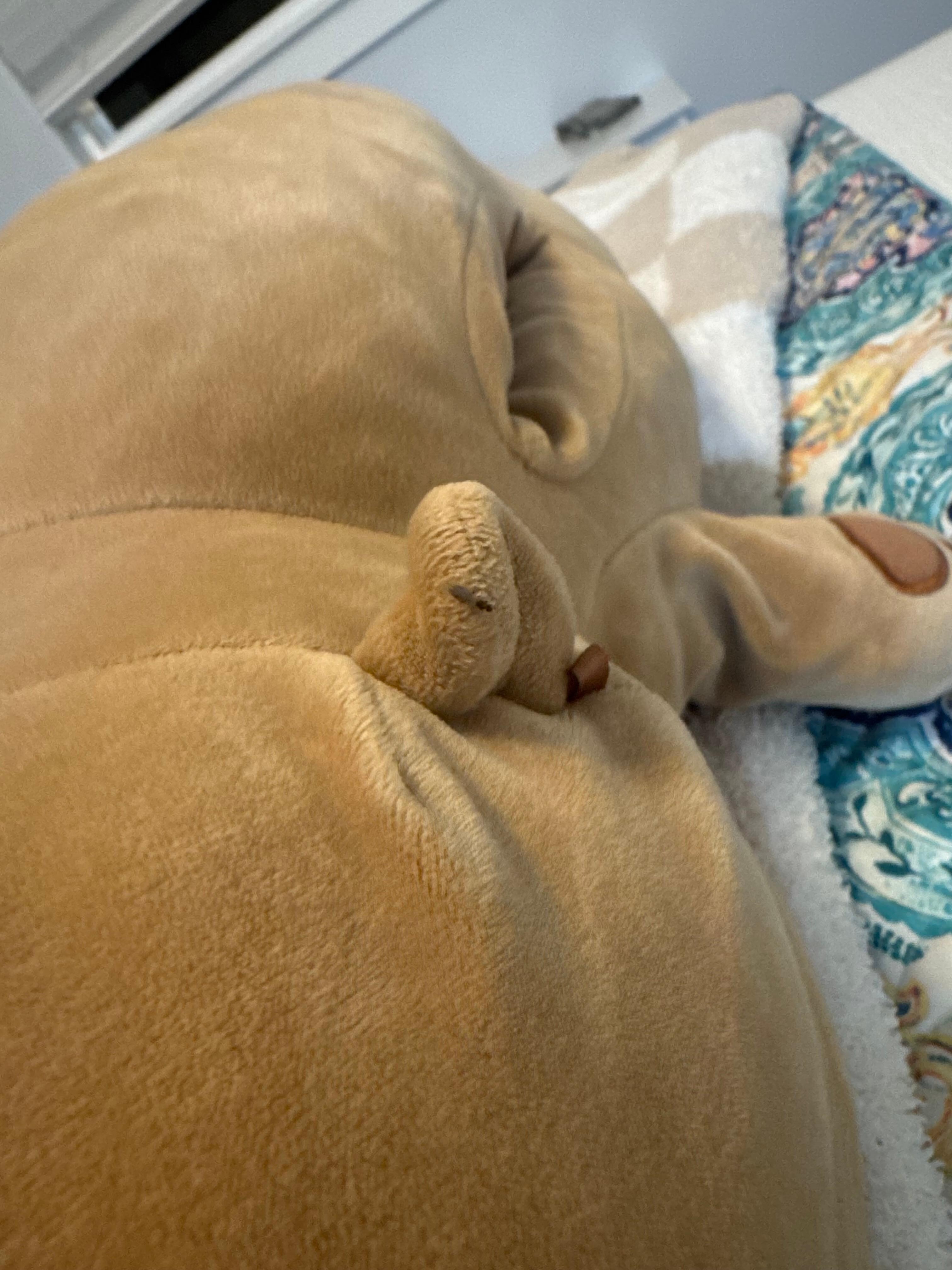 Flying bugs all over my kids plushies 