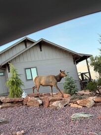 Elk casually strolling in the neighborhood