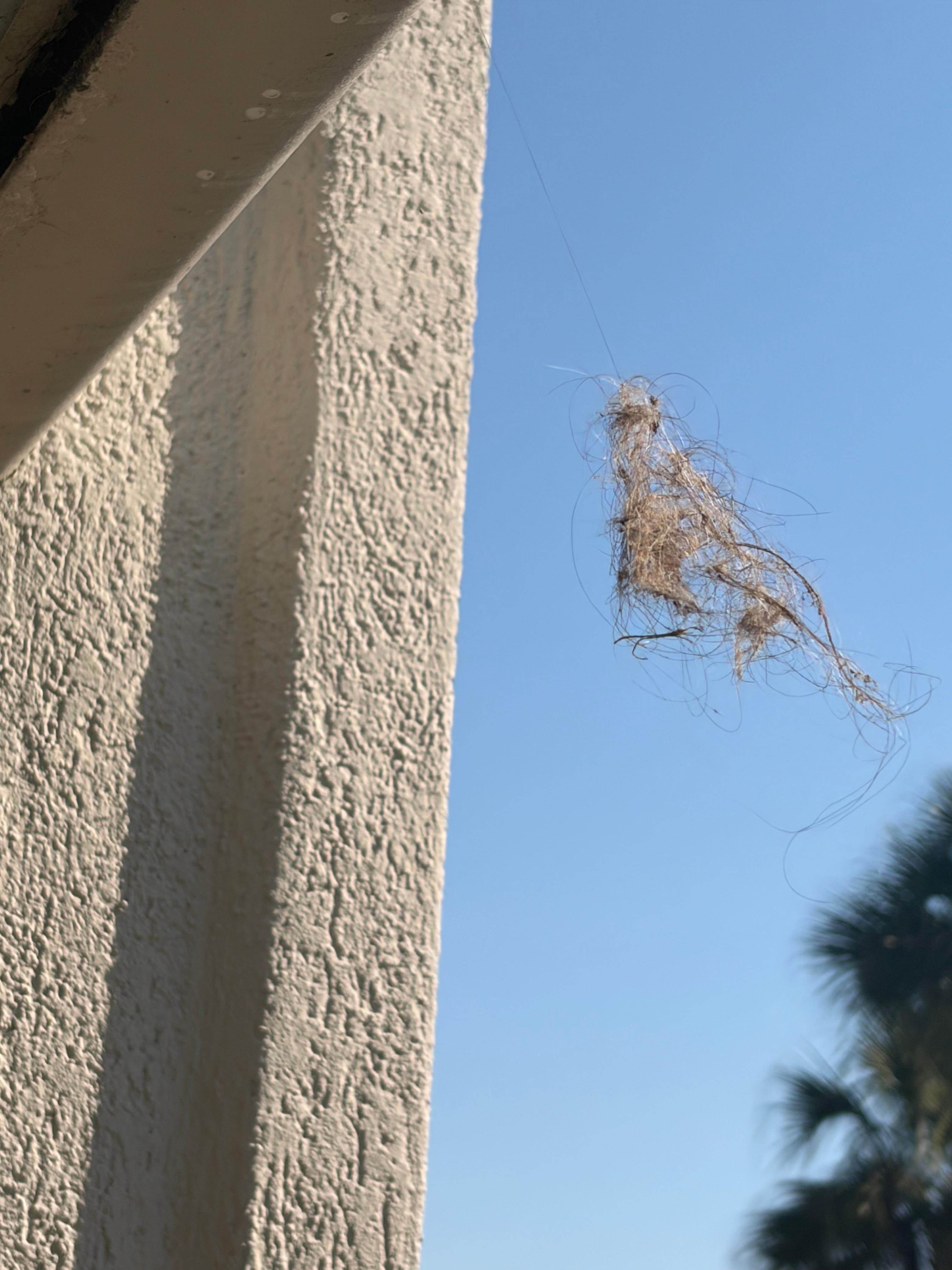 This thing is hanging outside my door 