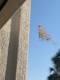 This thing is hanging outside my door