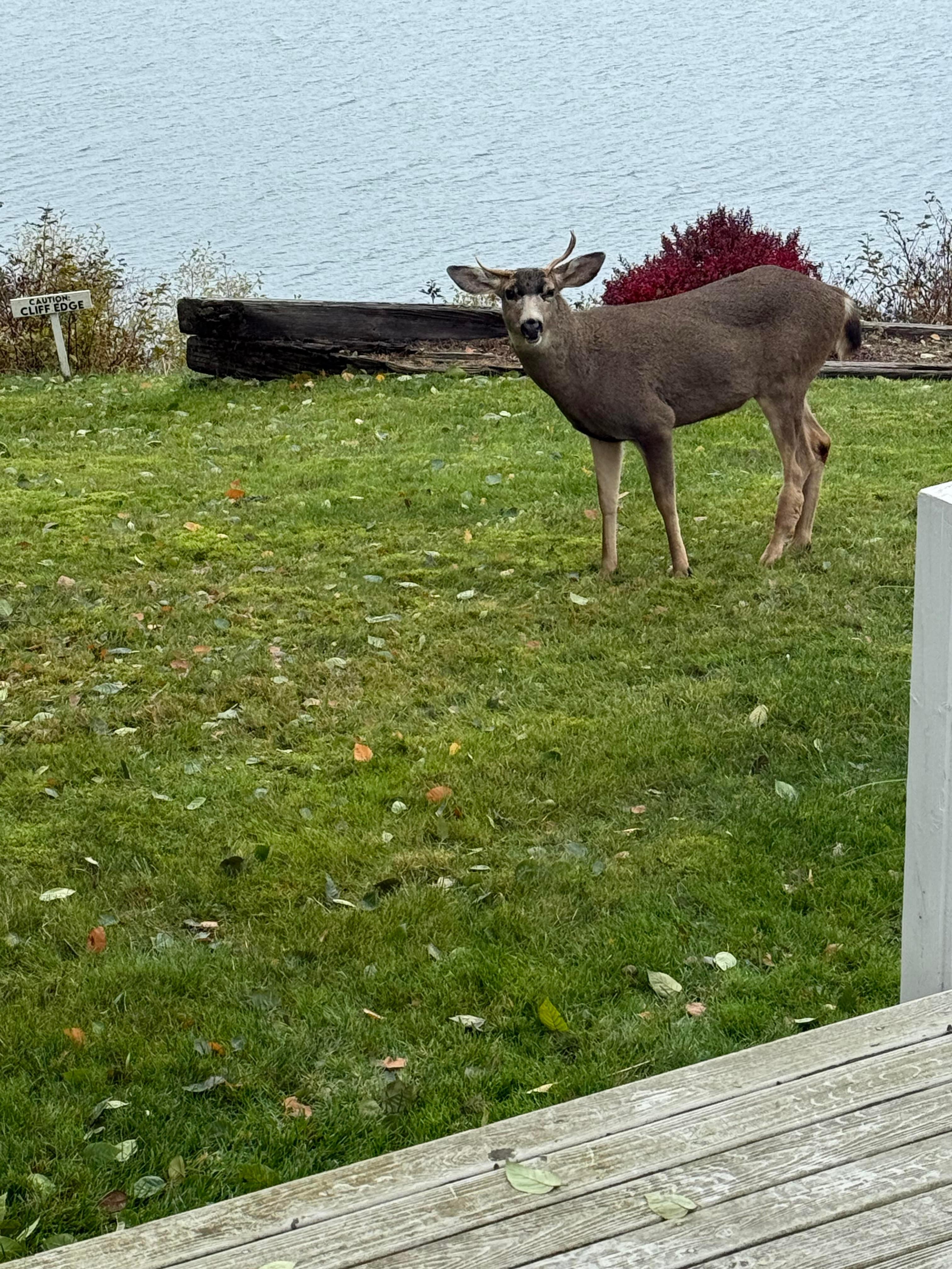 Lots of deer visit this yard.