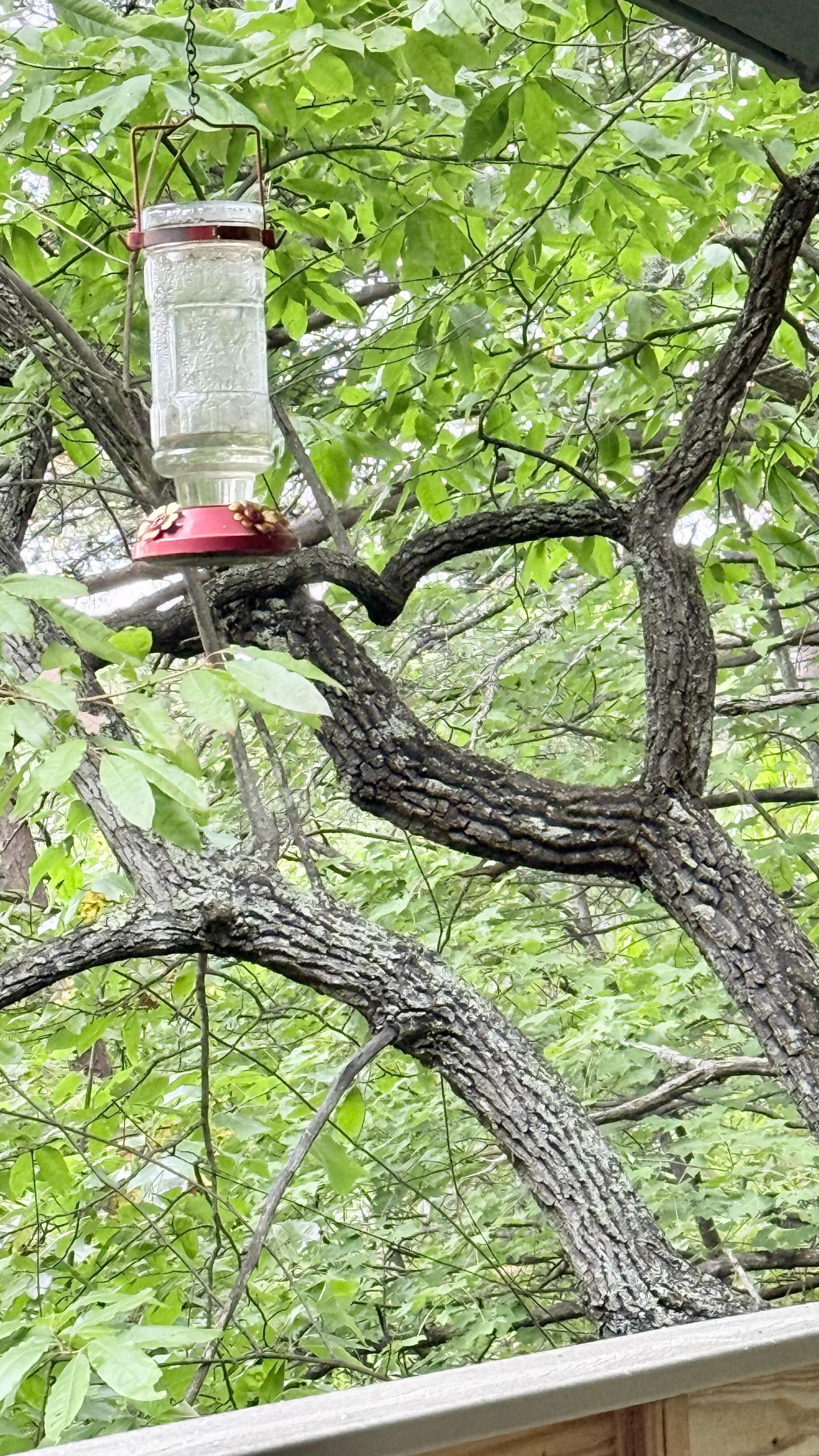 Do you see the hidden heart in the tree near the deck?