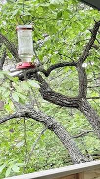 Do you see the hidden heart in the tree near the deck?