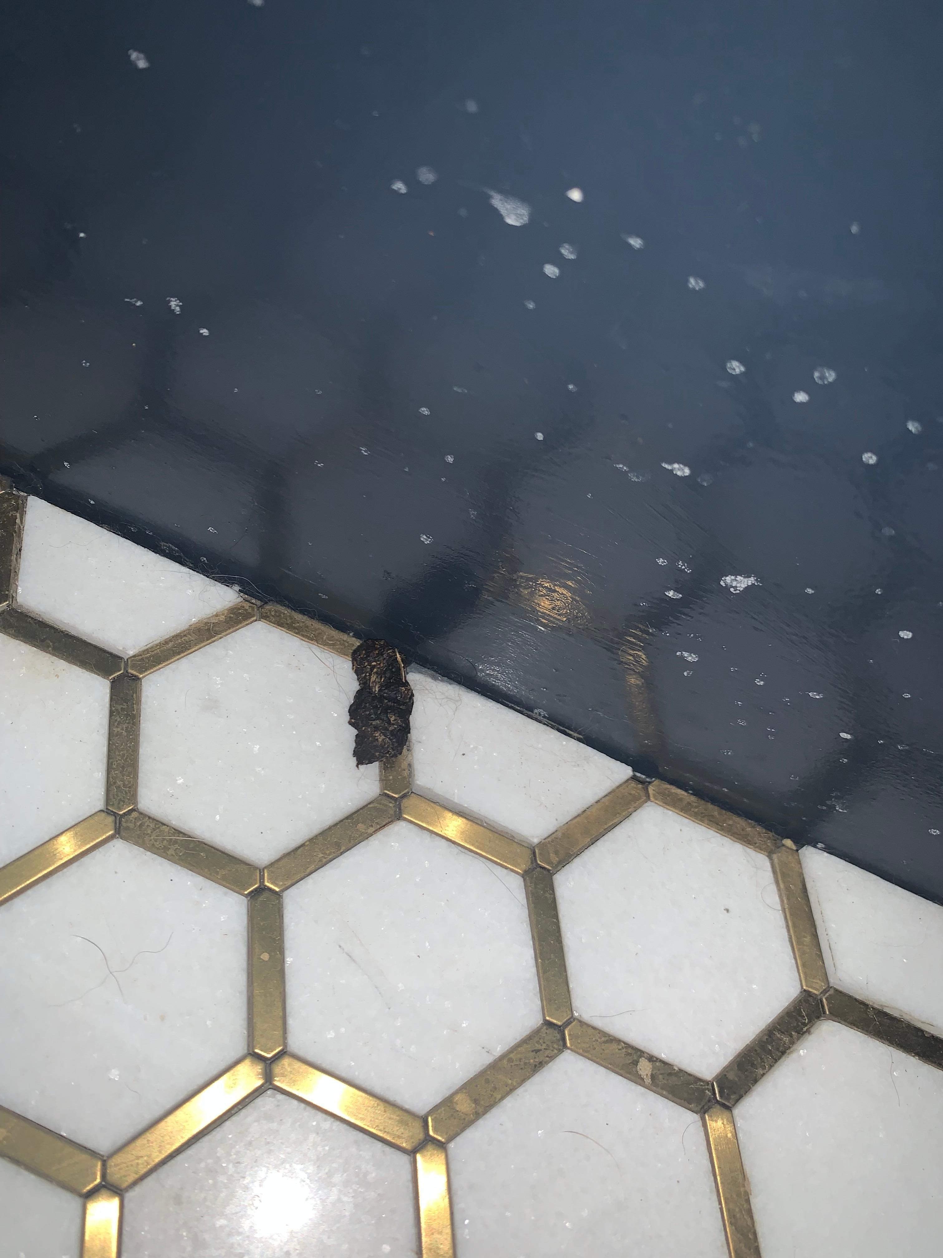 Office with dog feces on floor.
