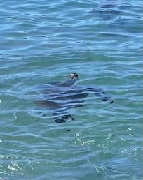 Turtle!