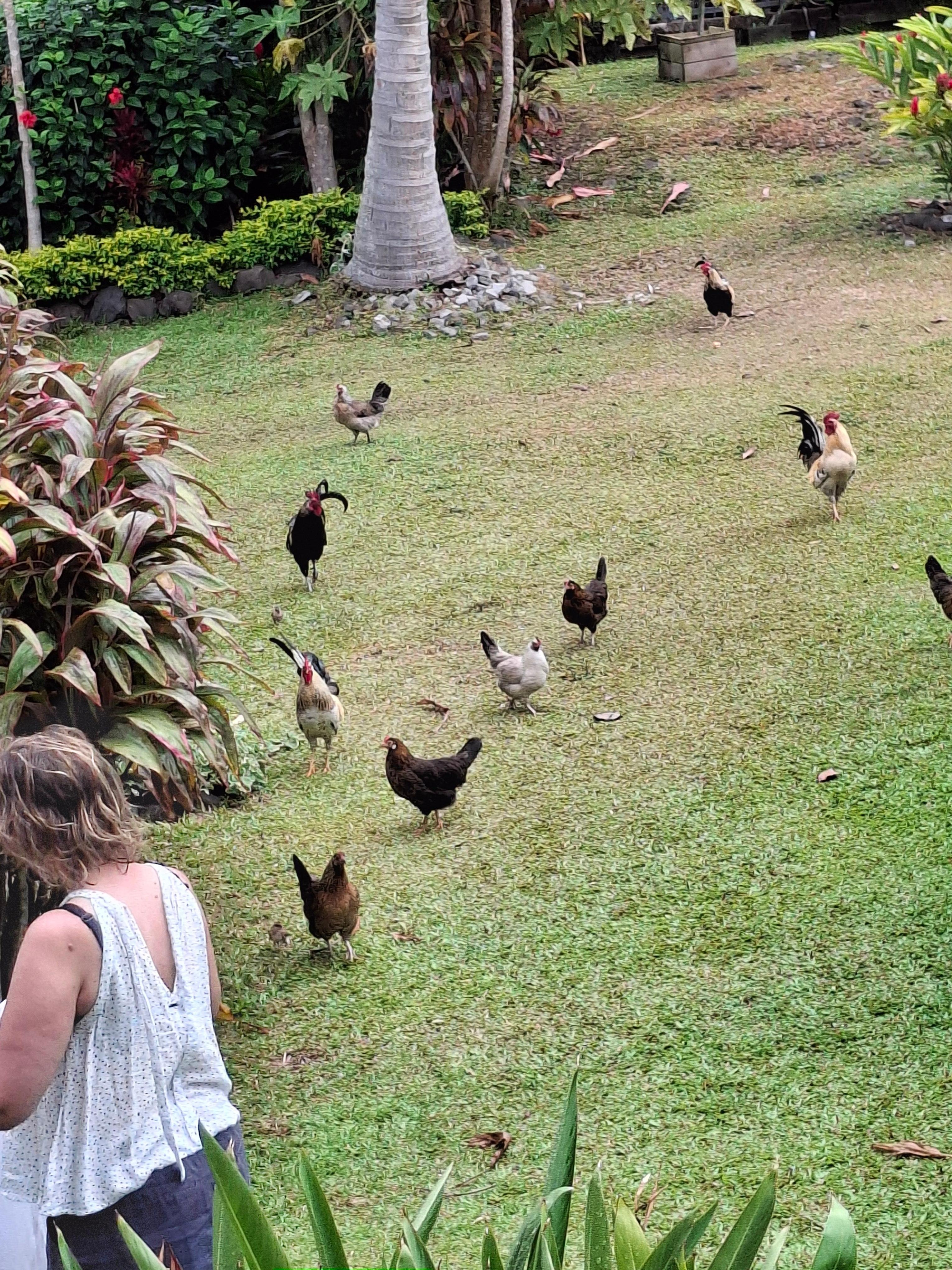Lots of chickens!