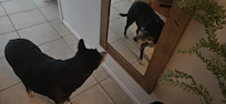 My dog checks himself out in the mirror