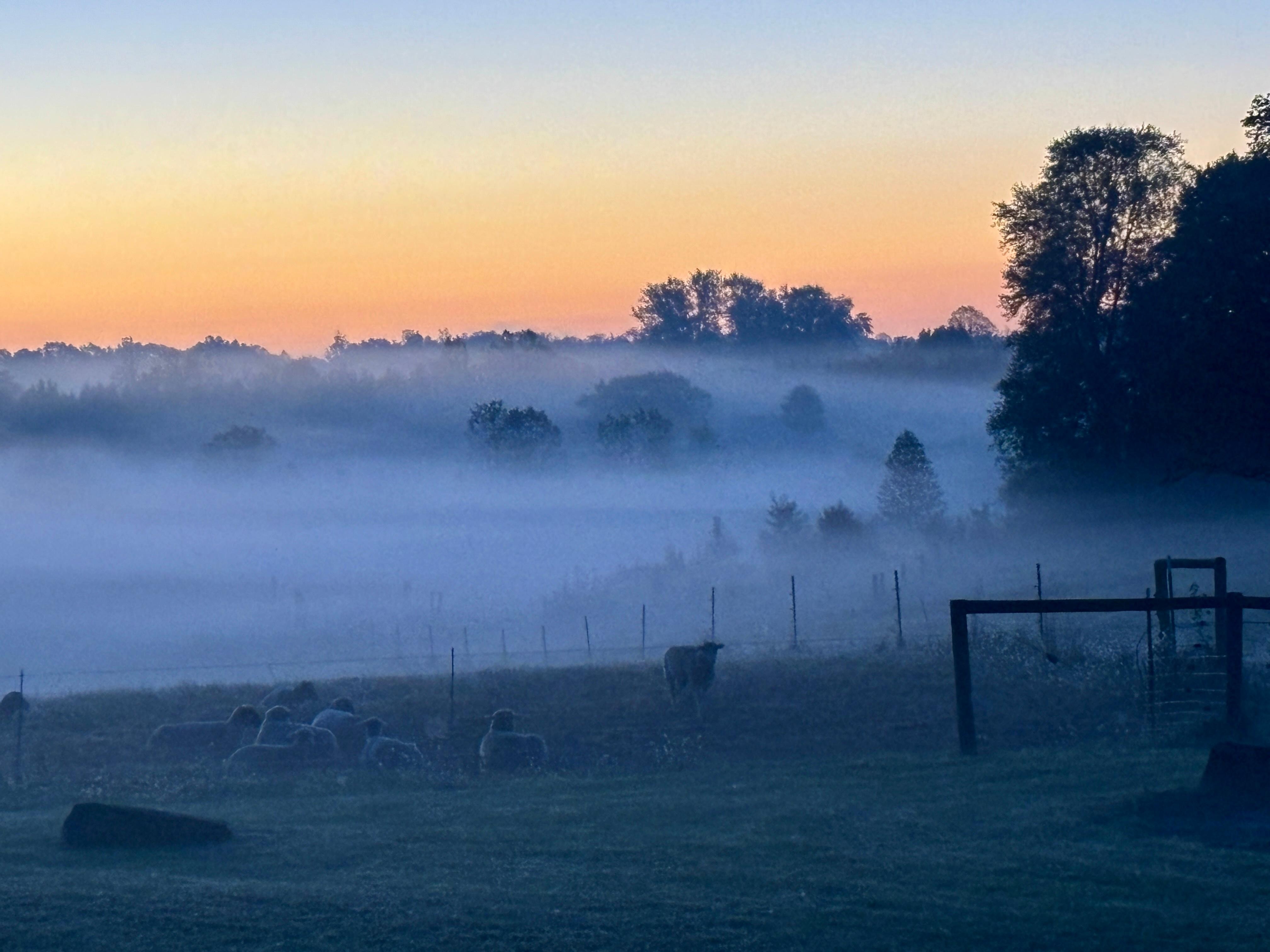 Early morning mist