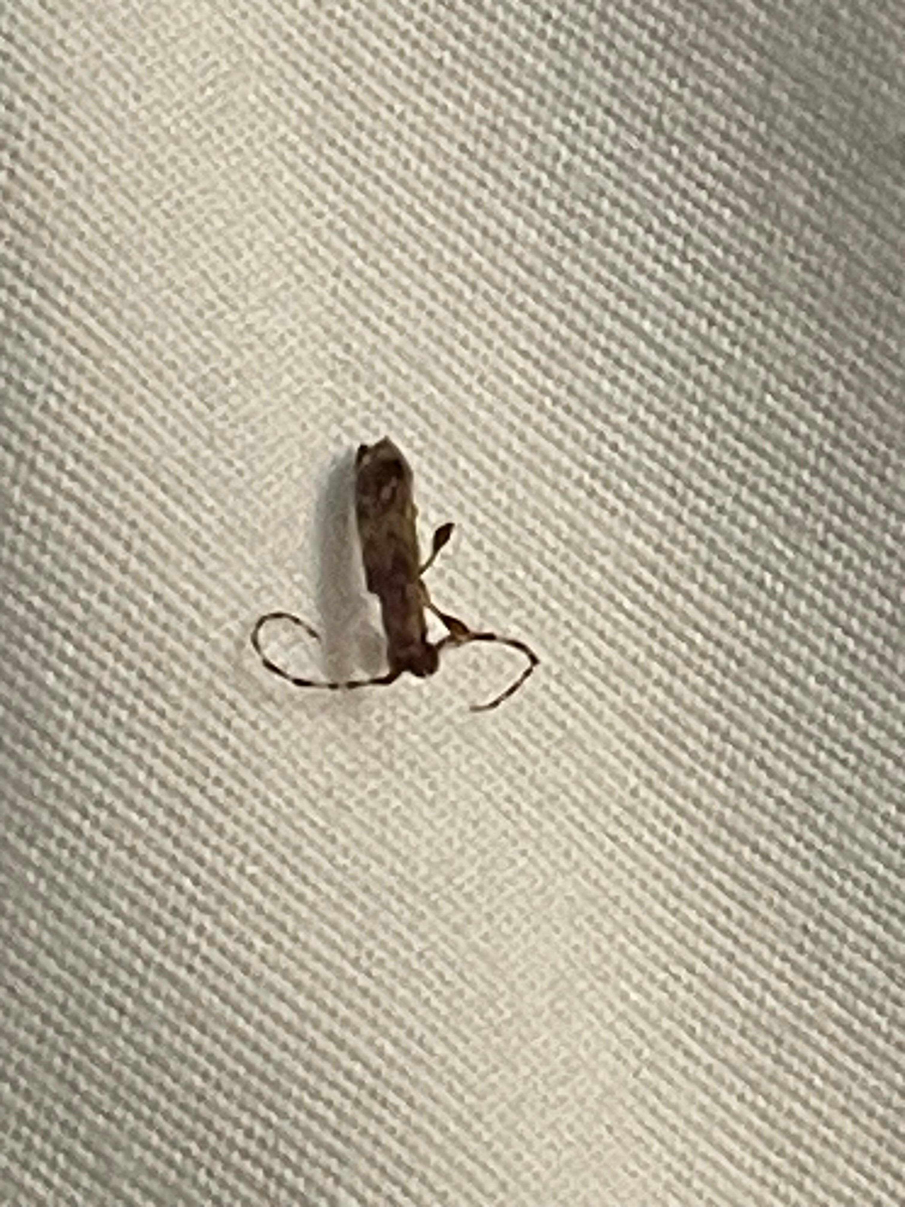 Bug on bed. Found after flushed dead roach down toilet