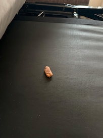 Nasty something that fell out of first sofa bed